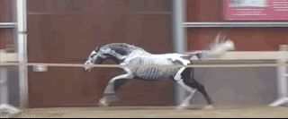 Animation of a horse jumping over obstacles